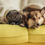 Apartment Resource Group pet Friendly Apartments